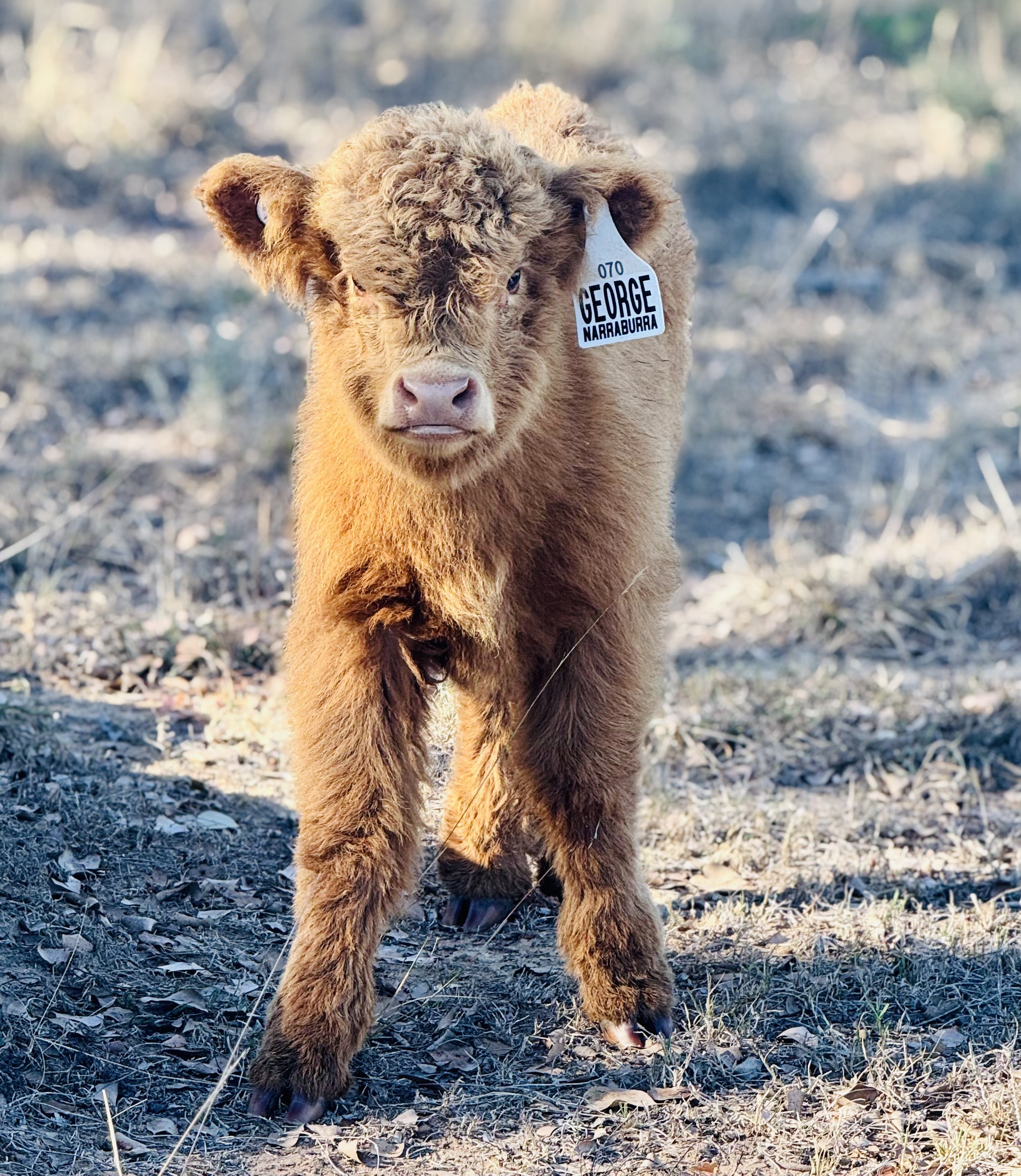 GEORGIE GIRL OF NARRABURRA