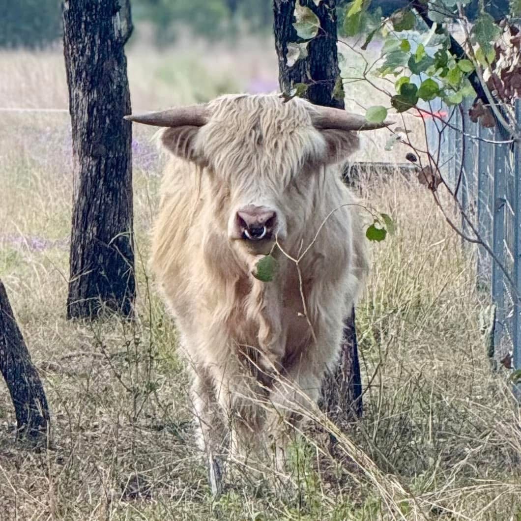 Semen Straws from our White Bull