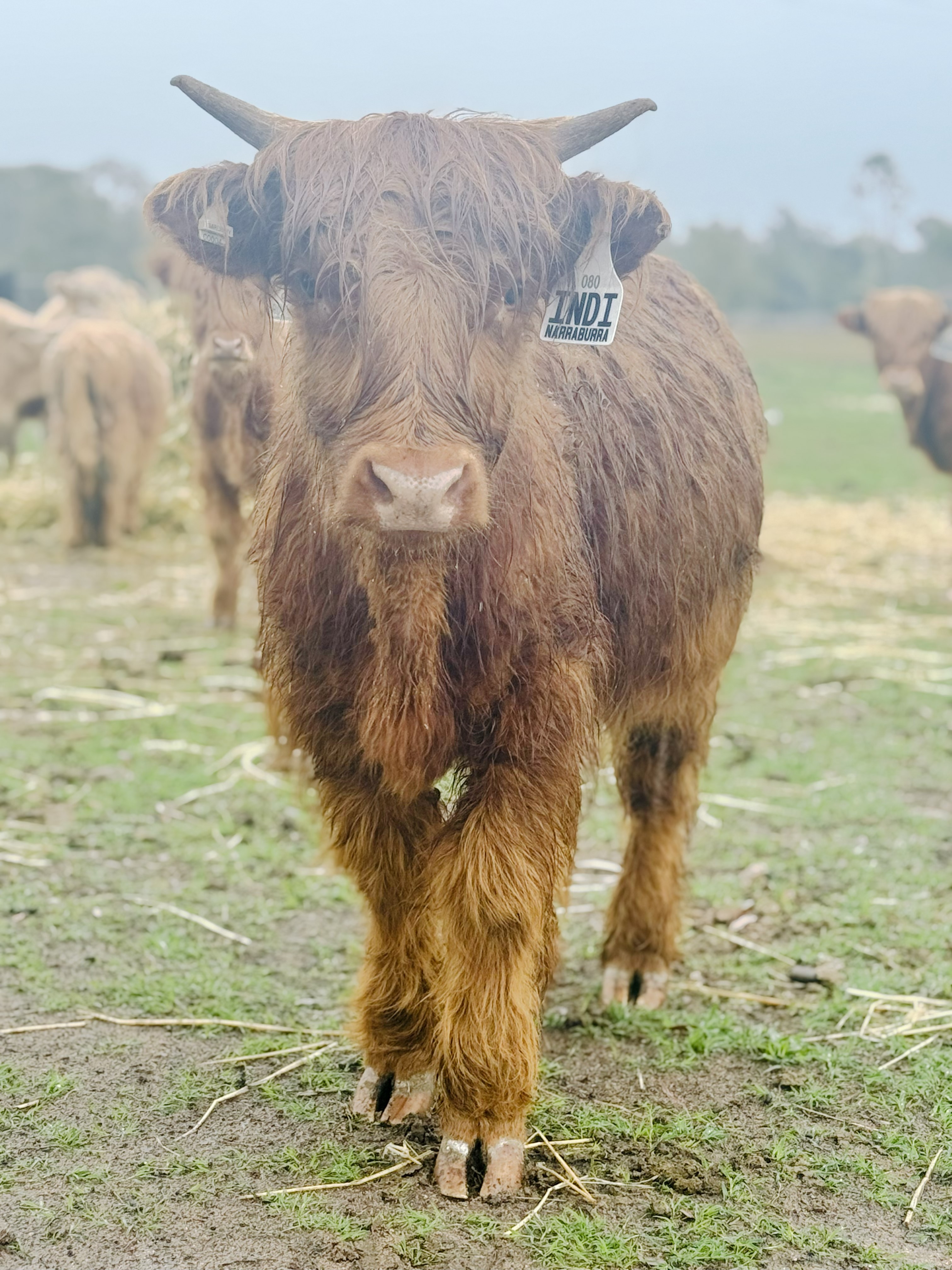 Indiana "Indi" Victoria of Narraburra