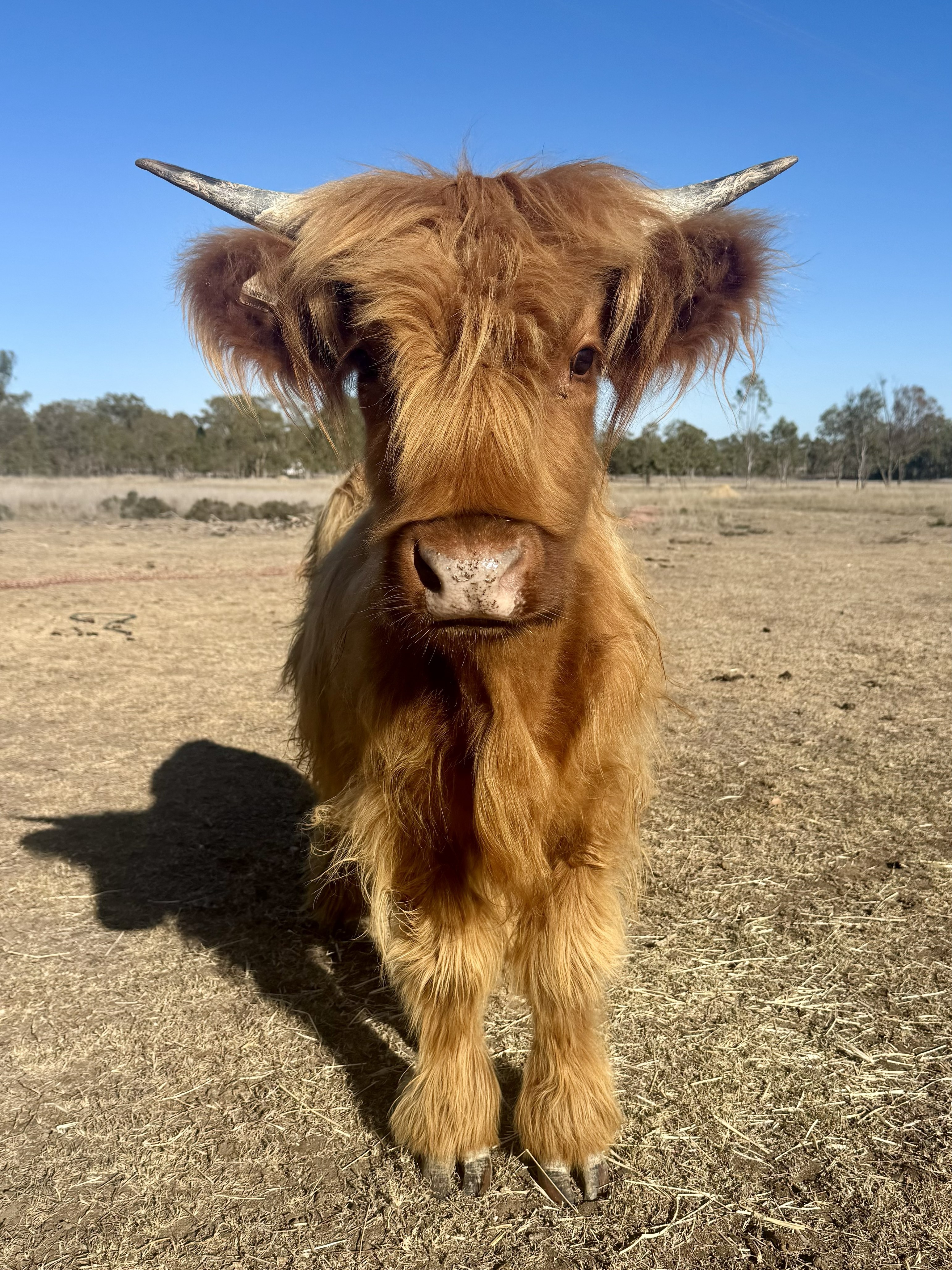 Isabelle "Belle" Victoria of Narraburra