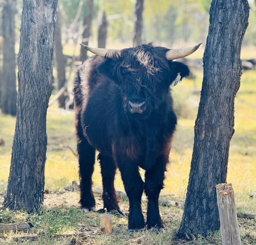 BLACK JACK OF NARRABURRA