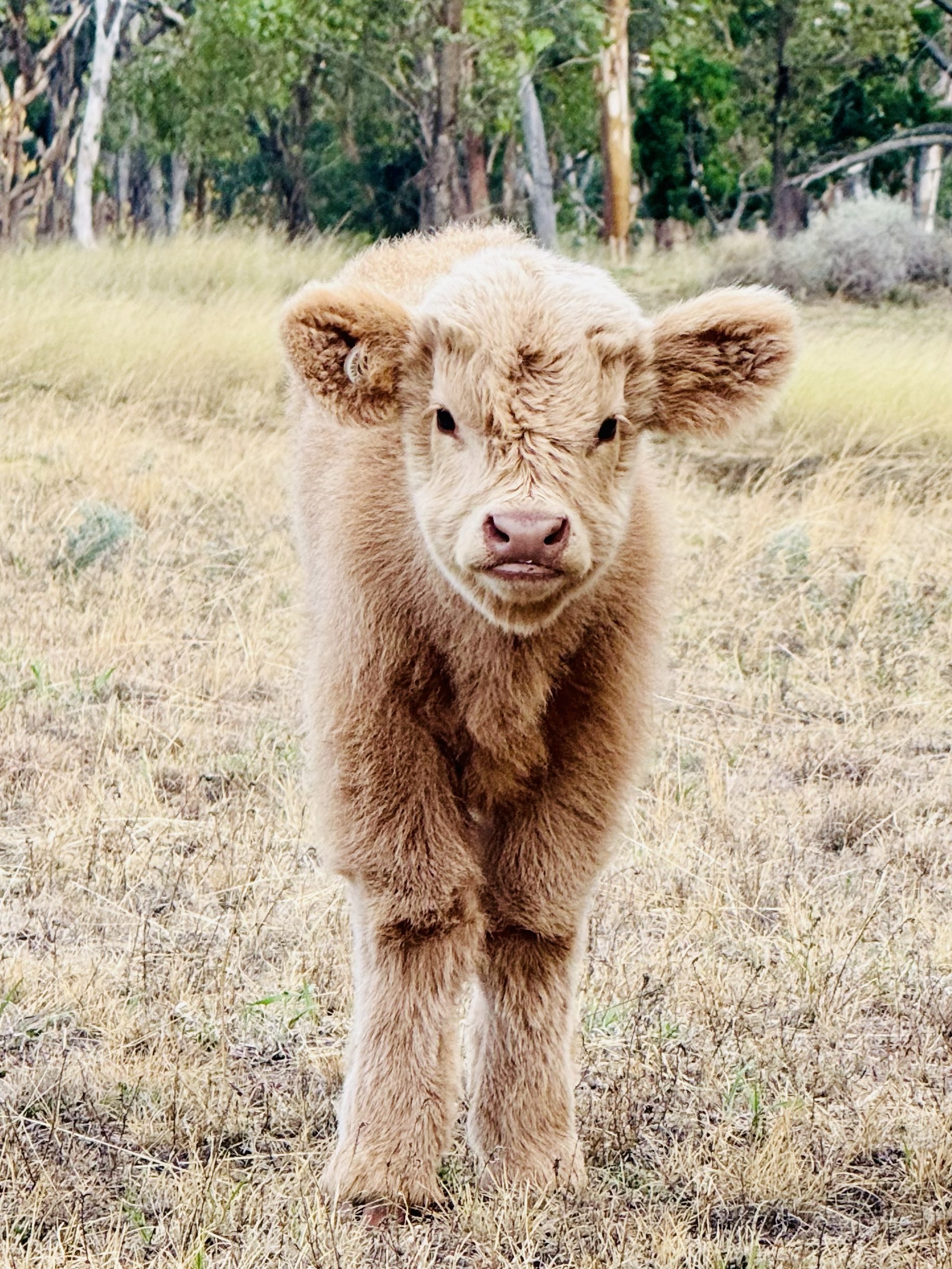 LOUVRE OF NARRABURRA